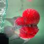 Цихлазома фловер хорн дисковая (Cichlasoma flower horn balloon)