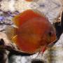 Дискус коричневый (Discus brown)