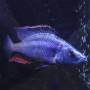 Цихлида-нож (Dimidiochromis compressiceps)