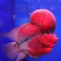 Цихлазома фловер хорн дисковая (Cichlasoma flower horn balloon)