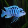 Галерея Риф (Cynotilapia Gallireya Reef)