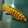 Псевдотрофеус флавус (Pseudotropheus flavus)