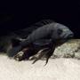Крабро (Pseudotropheus crabro)