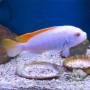 Грешаки альбинос (Pseudotropheus greshakei albino)