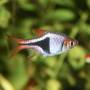 Расбора  клинопятнистая (Rasbora heteromorpha)