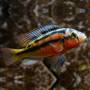 Хаплохромис угандийский (Haplochromis sauvagei)