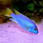 Аки голубой (Pseudotropheus acei Luwala Reef)