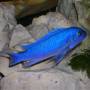 Зебра голубая (Pseudotropheus zebra blue)