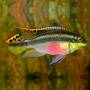 Цихлида-попугай (Pelvicachromis pulcher)