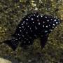Трофеус звездчатый (Tropheus duboisi)