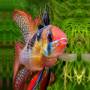 Апистограмма рамирези вуалевая (Apistogramma ramirezi long fin)