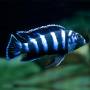 Демасони (Pseudotropheus demasoni)