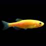 Данио желтый GloFish (Danio Sunburst Orange)