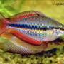 Меланотения аустралис (Melanotaenia australis)