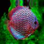 Дискус красный туркис (Discus Red Turquoise)