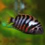 Цихлазома чернополосая (Cichlasoma nigrofasciatum)