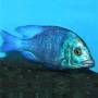 Дельфин Гизель (Placidochromis phenochilus Gissel)
