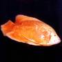 Астронотус красный альбинос (Astronotus albino red)