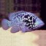 Кубинская цихлазома (Cichlasoma tetracanthus)