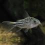 Коридорас нанус (Corydoras nanus)