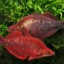 Глоссолепис красный (Glossolepis incisus)