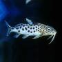 Синодонтис многопятнистый (Synodontis multipunctatus)