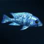 Пятнистый фенохилус (Placidochromis phenochilus Tanzania)