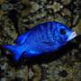 Белогубый дельфин (Placidochromis phenochilus)
