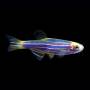 Данио синий GloFish (Danio Cosmic Blue)