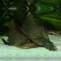 Анциструс обыкновенный вуалевый (Ancistrus dolichopterus longfin)