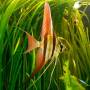 Скалярия Альтум (Pterophyllum scalare Altum)