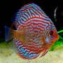 Дискус красный туркис (Discus Red Turquoise)