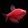 Тернеция красная GloFish (Ternetzi Starfire Red)