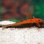 Лорикария красная (Rineloricaria sp. red)