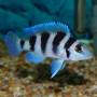 Лампрологус пятиполосый (Neolamprologus tretocephalus)