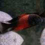 Трофеус бемба (Tropheus moorii bemba)