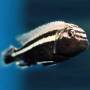Ауратус (Melanochromis auratus)
