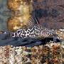 Синодонтис вуалевый (Synodontis eupterus)
