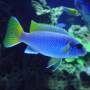 Аки голубой (Pseudotropheus acei Luwala Reef)