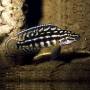 Юлидохромис марлиера (Julidochromis marlieri)
