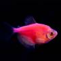 Тернеция розовая GloFish (Ternetzi Moonrise Pink)