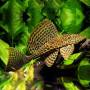 Парчовый птеригоплихт (Pterygoplichthys gibbiceps)