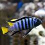 Мпанга (Pseudotropheus elongatus Mpanga)