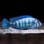 Неохромис голубой (Haplochromis omnicaeruleus)
