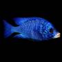 Белогубый дельфин (Placidochromis phenochilus)