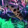 Синодонтис флаговый (Synodontis decorus)