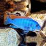 Псевдотрофеус грешаки (Pseudotropheus Greshakei)