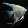 Скалярия платиновая (Pterophyllum scalare platinum)