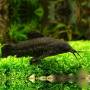 Сом Таракатум (Hoplosternum thoracatum)