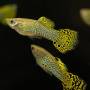 Гуппи зеленая кобра (Poecilia reticulata)